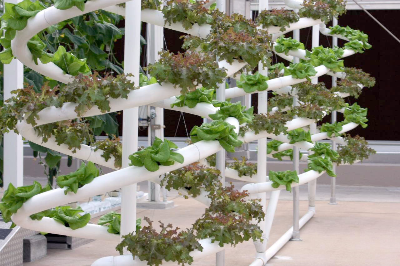 Revolutionize Your Crop Yields with Hydroponic Gardening Benefits