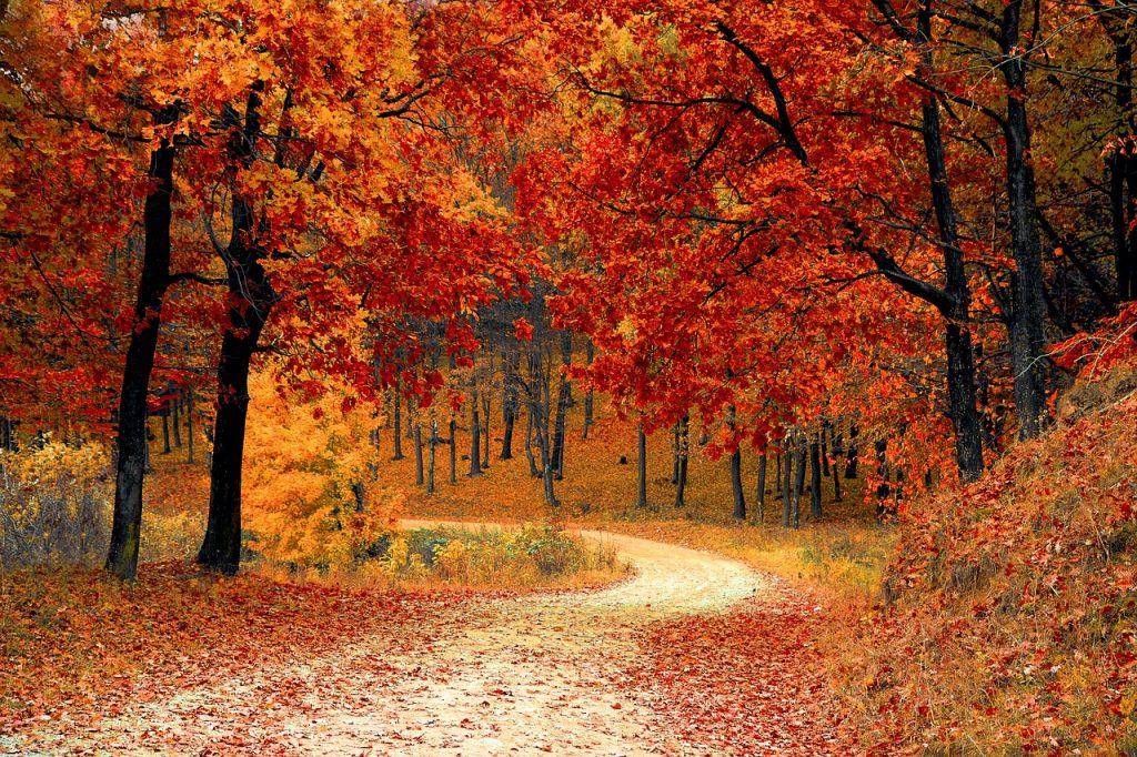 Fall Memories And Lessons Of October Farm And Dairy
