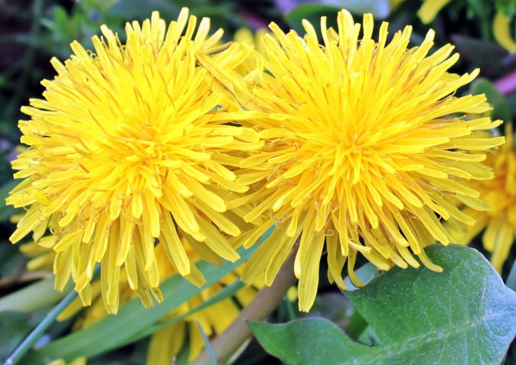 are dandelion flowers bad for dogs