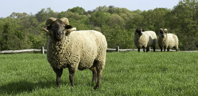 To farm successfully, it’s all about who you know