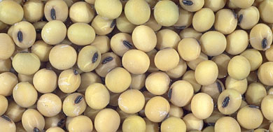 Conflicting seasons, and conflicted grain markets