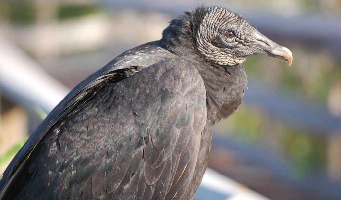 black vulture