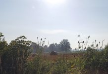 Scott Shalaway: What’s causing mysterious dragonfly swarms? hay bales in field