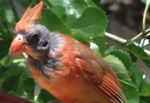 Solving the mystery of what causes bald cardinals