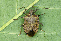 stink bug.female