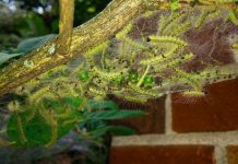 Unraveling the mystery of webworm tents fall webworms