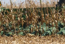 Don’t expect yields to stay the same in continuous corn rotations