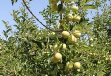 Pick apple slices instead of Snickers