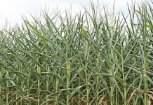 2013 corn yields, prices uncertain (Surprise! It all depends on the weather)