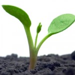 Saving seeds over winter seedling