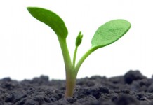 Saving seeds over winter seedling