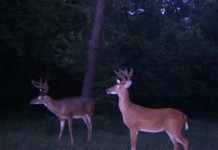 Ohio’s deer archery season begins Sept. 29 Deer