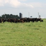Ohio beef producers to vote on increase for state checkoff