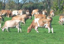 Pressure on dairy farms will continue into 2013