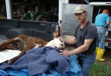 Fatally scorched calf has northeast Ohio community speaking out