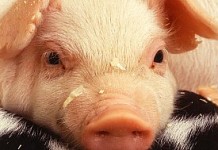 No bacon shortage: Still lots of little piggies headed to market