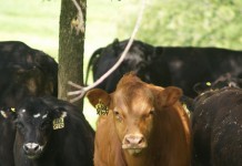 Ohio beef marketing program referendum fails feeder calves
