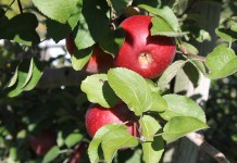 Apple production is down across the state, and spring weather is to blame Ohio apples