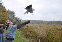 Rehabilitated bald eagle released on refuge