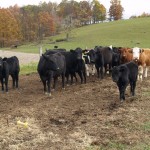 Drought devastating to beef industry; herd numbers dropping Photo of a beef herd