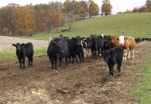 Drought devastating to beef industry; herd numbers dropping Photo of a beef herd