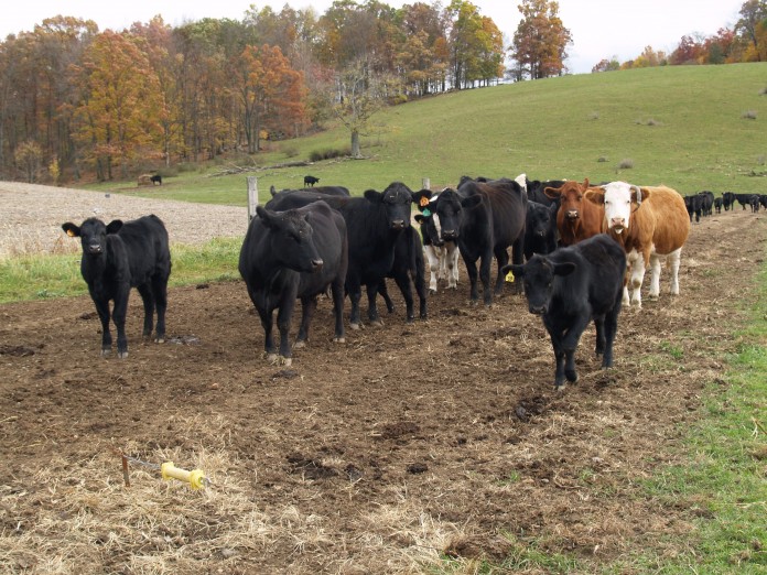 Photo of a beef herd