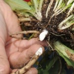 Pilot plant in Wooster helps drive domestic natural rubber project forward Rubber from Dandelions