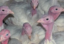 Turkey will cost more at most Thanksgiving Day dinner tables turkey farm