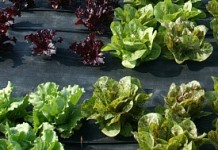 Pa. organic conference addresses marketing and production