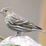 Ohio is the new home of rare boreal songbirds winter finches