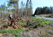 Damage to trees from high winds often goes undetected tree damage