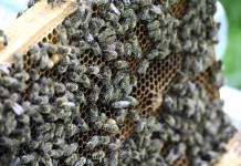 Honeybee genes that help defend against mites photo of bee hive
