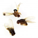 Researchers discover another invasive pest in Pennsylvania