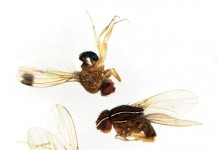 Researchers discover another invasive pest in Pennsylvania