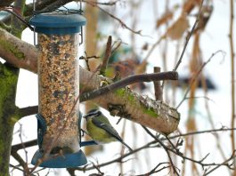 bird feeder hanging in tree during winter