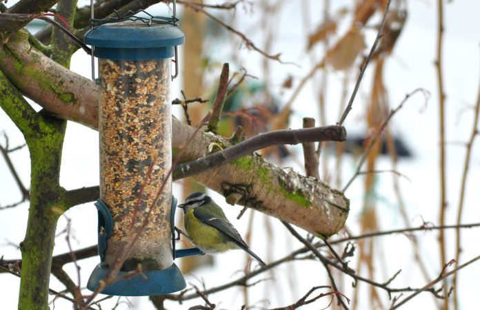 bird feeder hanging in tree during winter