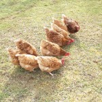 Thinking about backyard poultry? photo of chickens