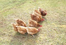 Thinking about backyard poultry? photo of chickens