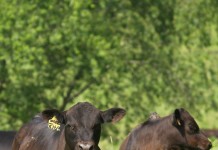 Cattle numbers lowest since 1950s photo of beef steers