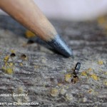 Walnut Twig Beetle recently discovered in Ohio photo of a twig beetle