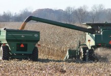 Seasonal grain market slump continues