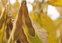 Grain market prices defensive going into the end-of-year reports