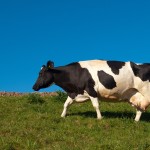 Great Lakes Dairy Conference features forums on feeding cows, calves and the world photo of a cow and blue sky