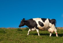 Great Lakes Dairy Conference features forums on feeding cows, calves and the world photo of a cow and blue sky