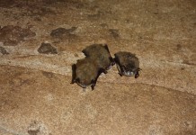 White-nose syndrome confirmed in Mammoth Cave National Park bats