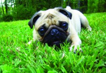 Some dogs well known as snorers, but why? pug in grass