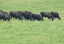Do you have a grazing exit plan? herd grazing