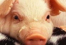 Sluggish exports, sequestration are threatening pork price recovery