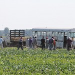 Ag blog: Plenty of farm jobs, few willing to do them immigrants in a field with a bus
