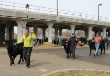 Ohio Beef Expo combines lots of cattle, exhibits and education